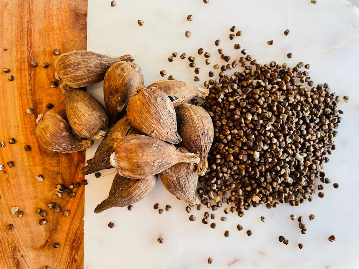 Korerima (Ethiopian Cardamom)